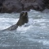 Lachtan Forsteruv - Arctocephalus forsteri - New Zealand Fur Seal - kekeno 8010